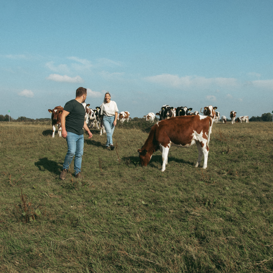 WEIDE, kudde runderen in de natuur, weiderund